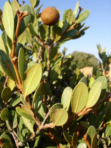 Ancylobotrys capensis young stems
